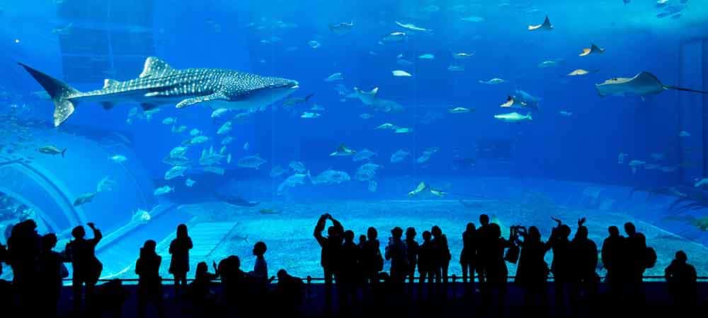 Dubai Mall Aquarium à voir lors de son voyage