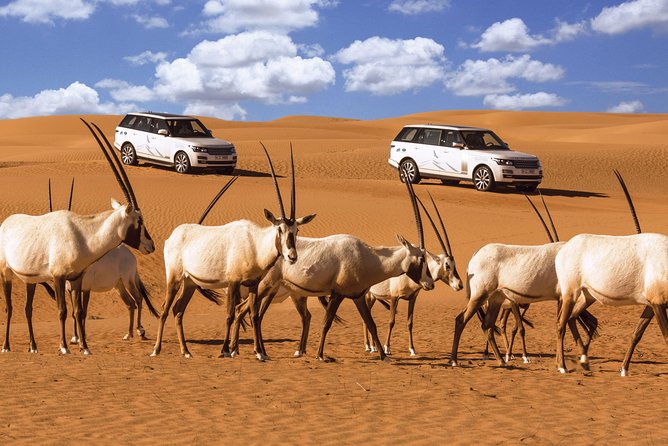 faire un safari dans le désert de Dubai