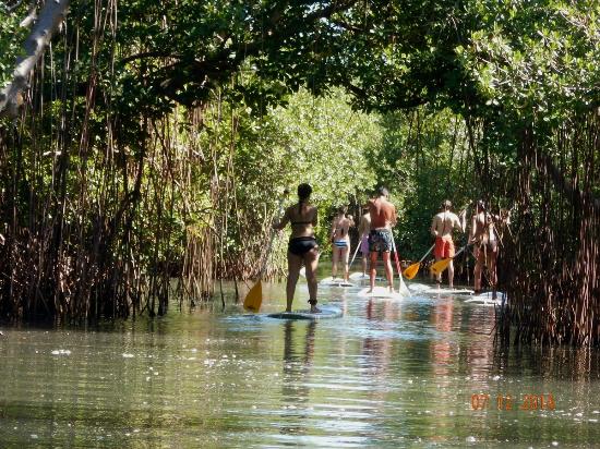 visiter mangrove en Martinique 