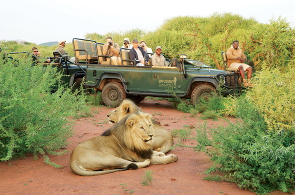 Faire un Safari à la Reserve Game Madikwe