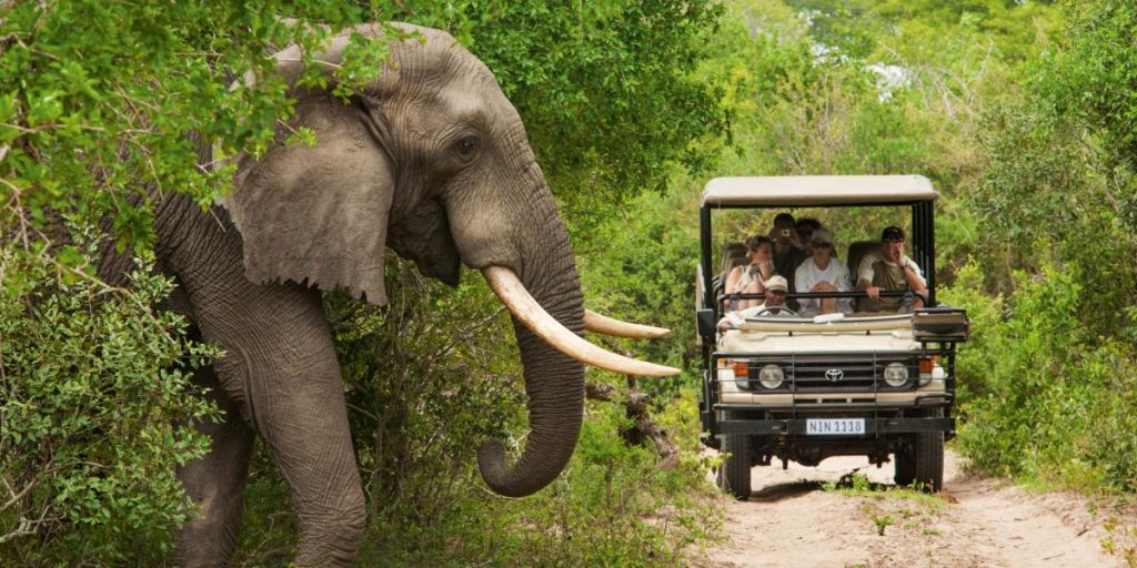 Quand partir faire un safari en Afrique du sud 