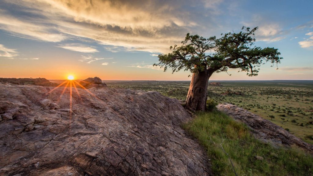 Baobab dans une réserve naturelle au Botswana en juillet 