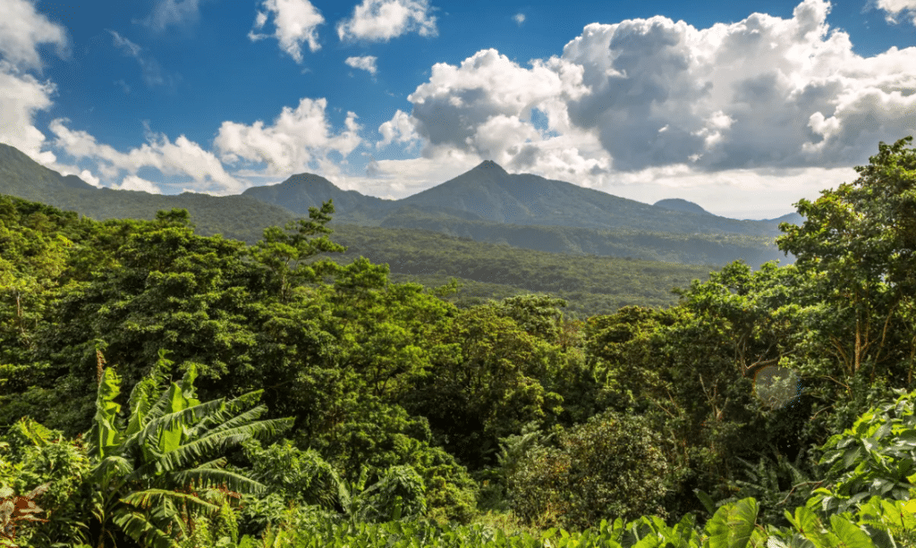 Faire de l'écotourisme à la Dominique