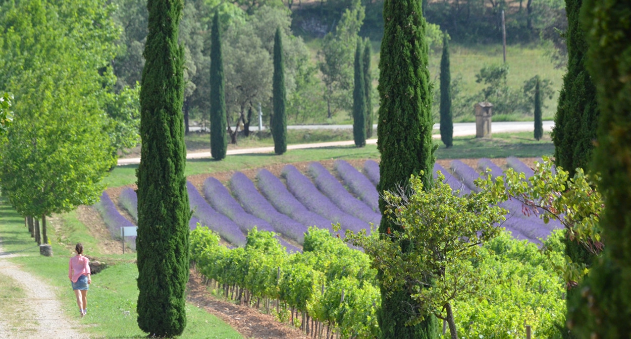 Provence Vignoble : tourisme œnologique. Excursion pour découvrir les meilleurs vins et vignobles en Provence